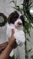 Luna, a female Labradoodle for sale in Orlando, FL – 2 of 3