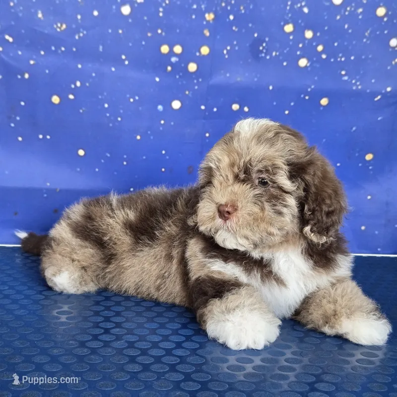 Melo  – Shihpoo puppy for sale in Orlando, FL