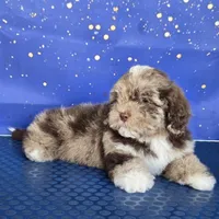 Melo , a male Shihpoo for sale in Orlando, FL – 1 of 2