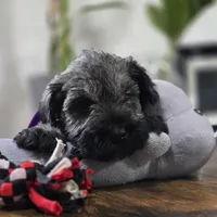 Nala, a female Miniature Schnauzer for sale in Orlando, FL – 1 of 2