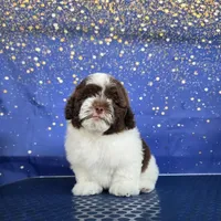 Latte, a male Shihpoo for sale in Orlando, FL – 2 of 3