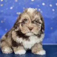 Melo , a male Shihpoo for sale in Orlando, FL – 2 of 2