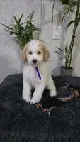 Violeta, a female Poodle - Standard  for sale in Orlando, FL – 3 of 3