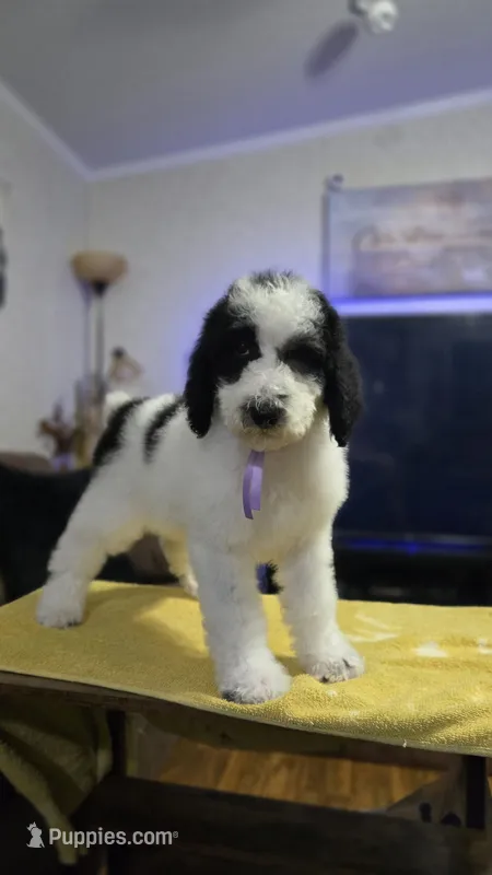 Lilita – Poodle - Standard  puppy for sale in Orlando, FL