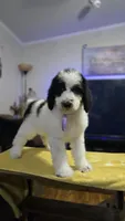 Lilita, a female Poodle - Standard  for sale in Orlando, FL – 1 of 3