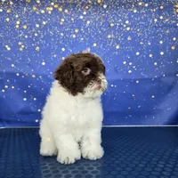 Liz, a female Shihpoo for sale in Orlando, FL – 2 of 3