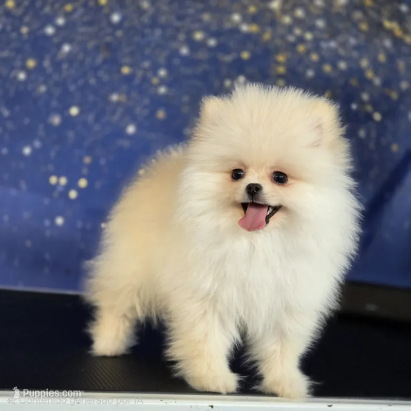 Archie – Pomeranian puppy for sale in Orlando, FL