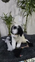 Lilita, a female Poodle - Standard  for sale in Orlando, FL – 2 of 3