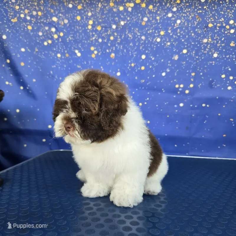 Latte – Shihpoo puppy for sale in Orlando, FL
