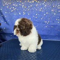 Latte, a male Shihpoo for sale in Orlando, FL – 1 of 3