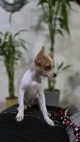 Olivia, a female Chihuahua for sale in Orlando, FL – 2 of 3