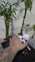 Ghost, a male Chihuahua for sale in Orlando, FL – 4 of 4