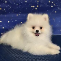 Tommy , a male Pomeranian for sale in Orlando, FL – 2 of 3