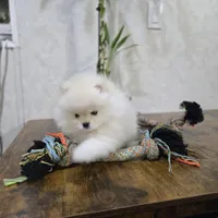 Brenda Lee, a female Pomeranian for sale in Orlando, FL – Photo 3 of 3