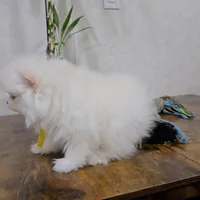 Brenda Lee, a female Pomeranian for sale in Orlando, FL – Photo 2 of 3