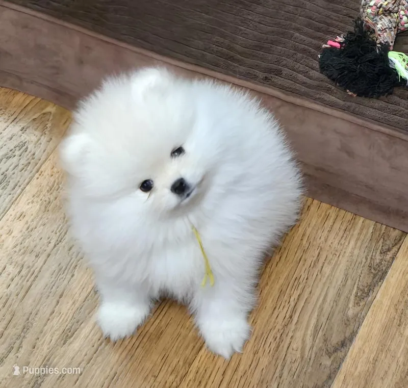 Brenda Lee – Pomeranian puppy for sale in Orlando, FL