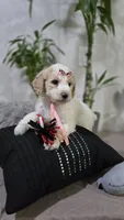 Rosita, a male Poodle - Standard  for sale in Orlando, FL – 1 of 2