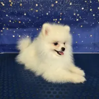 Tommy , a male Pomeranian for sale in Orlando, FL – 3 of 3