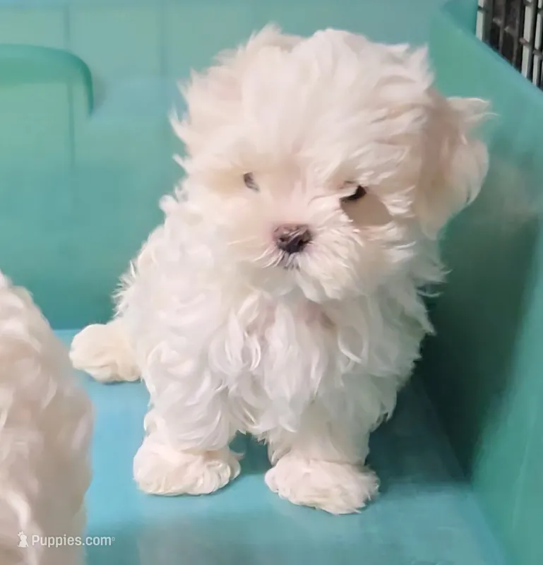 Seba – Maltese puppy for sale in Orlando, FL
