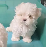 Seba, a male Maltese for sale in Orlando, FL – 1 of 3