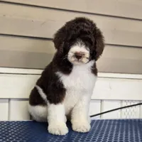 Elektra, a female Goldendoodle for sale in Orlando, FL – Photo 3 of 3