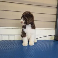 Elektra, a female Goldendoodle for sale in Orlando, FL – Photo 1 of 3