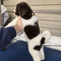 Elektra, a female Goldendoodle for sale in Orlando, FL – Photo 2 of 3