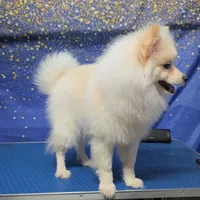 Goldo, a male German Spitz and Pomeranian for sale in Orlando, FL – 3 of 3