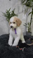 Violeta, a female Poodle - Standard  for sale in Orlando, FL – 2 of 3