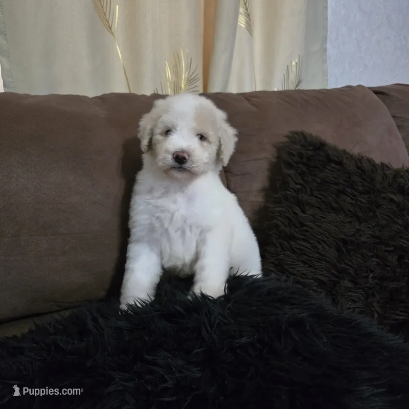 Meellow – Poodle - Standard  puppy for sale in Orlando, FL