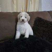 Meellow, a male Poodle - Standard  for sale in Orlando, FL – 1 of 2