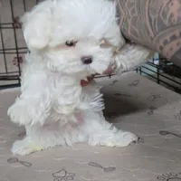 Seba, a male Maltese for sale in Orlando, FL – 2 of 3