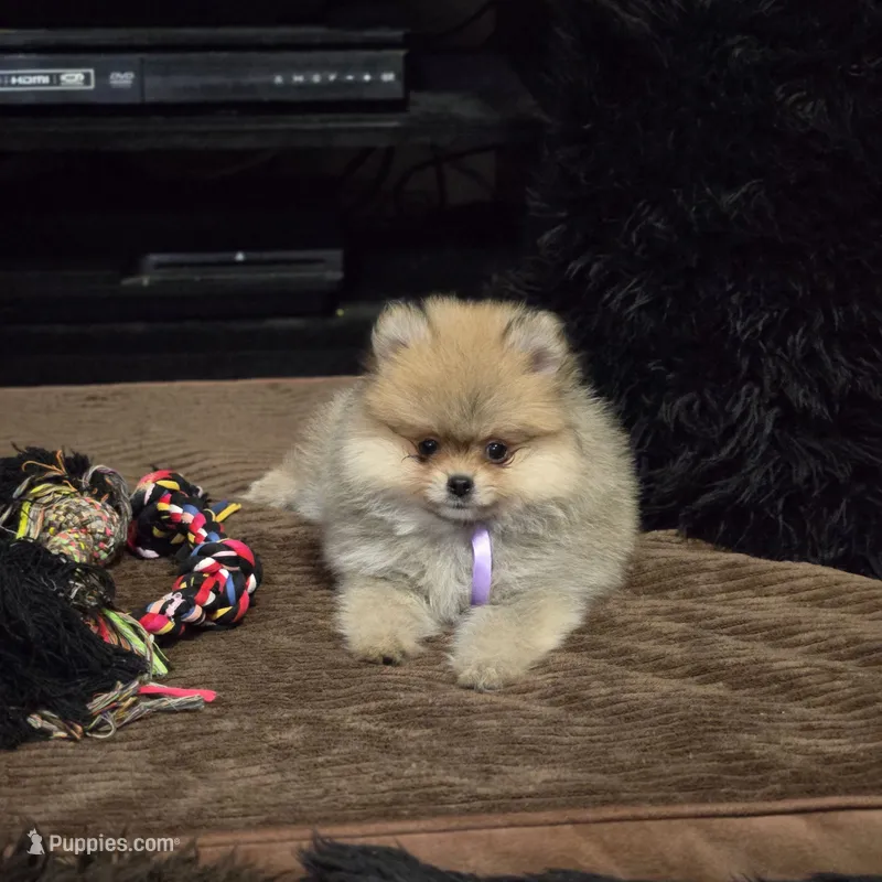 Honey – Pomeranian puppy for sale in Orlando, FL