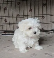 Doris, a female Maltese for sale in Orlando, FL – 2 of 2