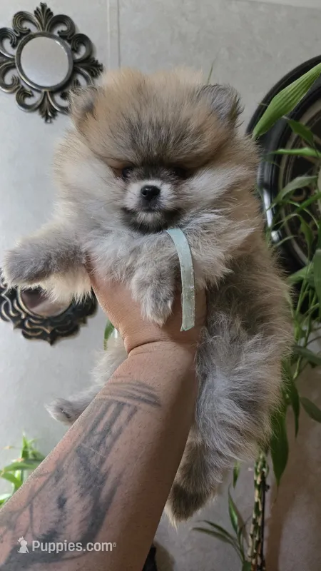Honey – Pomeranian puppy for sale in Orlando, FL