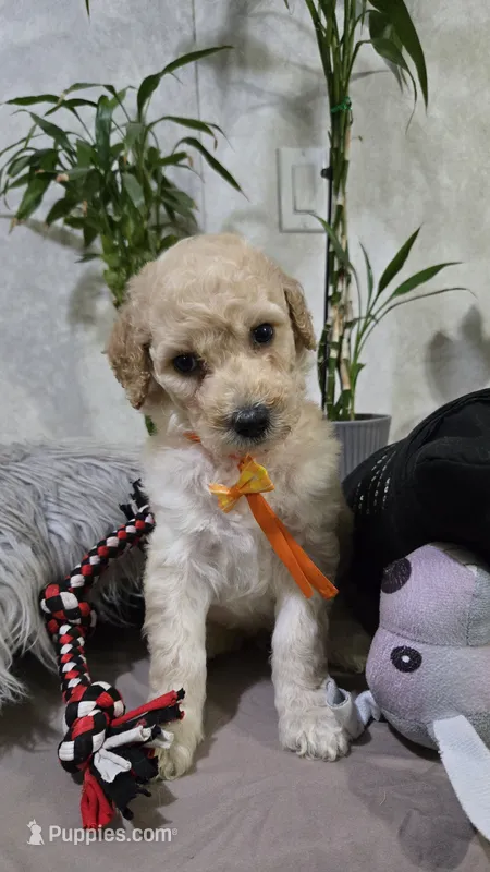 Leonardo – Poodle - Standard  puppy for sale in Orlando, FL