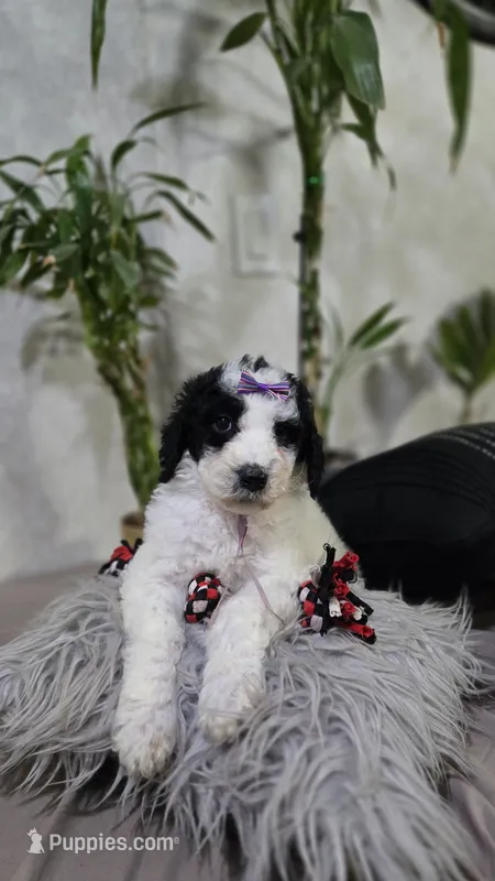 Lilita – Poodle - Standard  puppy for sale in Orlando, FL