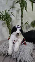 Lilita, a female Poodle - Standard  for sale in Orlando, FL – 1 of 2