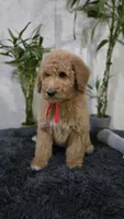 Ginger, a female Poodle - Standard  for sale in Orlando, FL – 2 of 2