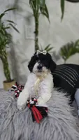 Perla, a female Poodle - Standard  for sale in Orlando, FL – 2 of 2