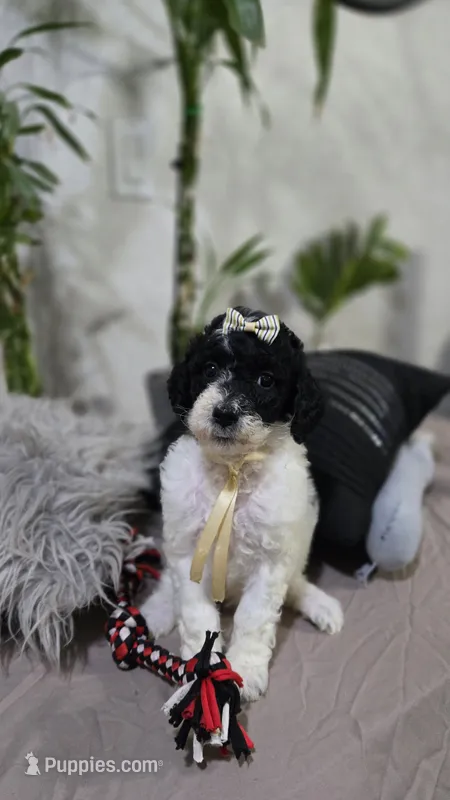 Perla – Poodle - Standard  puppy for sale in Orlando, FL