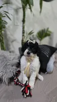 Perla, a female Poodle - Standard  for sale in Orlando, FL – 1 of 2