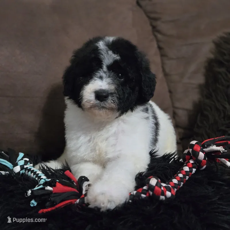 Camilo – Poodle - Standard  puppy for sale in Orlando, FL