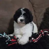 Camilo, a male Poodle - Standard  for sale in Orlando, FL – 1 of 2