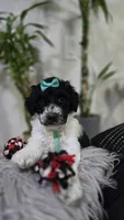 Yina, a female Poodle - Standard  for sale in Orlando, FL – 2 of 3