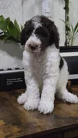 Luna, a female Labradoodle for sale in Orlando, FL – 3 of 3