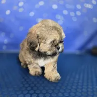 Beto, a male Shihpoo for sale in Orlando, FL – 2 of 2