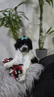 Yina, a female Poodle - Standard  for sale in Orlando, FL – 3 of 3