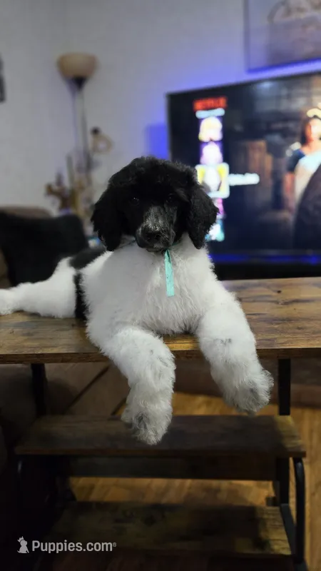 Yina – Poodle - Standard  puppy for sale in Orlando, FL
