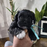 Kira, a female Miniature Schnauzer for sale in Orlando, FL – 1 of 2